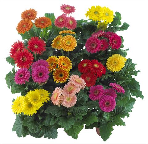Photo de variété de fleurs à utiliser comme: Pot Gerbera jamesonii Sundayz® Midi Mix