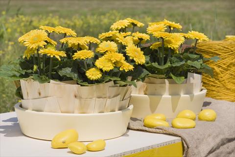 Photo de variété de fleurs à utiliser comme: Pot Gerbera jamesonii Sundayz® Mini Yellow