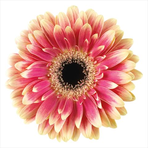 Photo de variété de fleurs à utiliser comme:  Gerbera jamesonii Van Gogh®