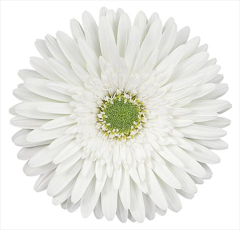 Photo de variété de fleurs à utiliser comme: Fleur coupée Gerbera jamesonii Zembla®