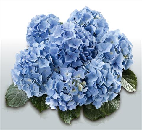 Photo de variété de fleurs à utiliser comme: Pot et Plante à massif Hydrangea macrophylla Baby Blue©