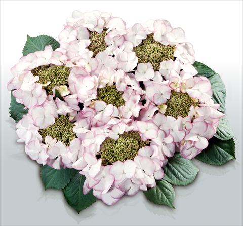 Photo de variété de fleurs à utiliser comme: Pot et Plante à massif Hydrangea macrophylla Charme©