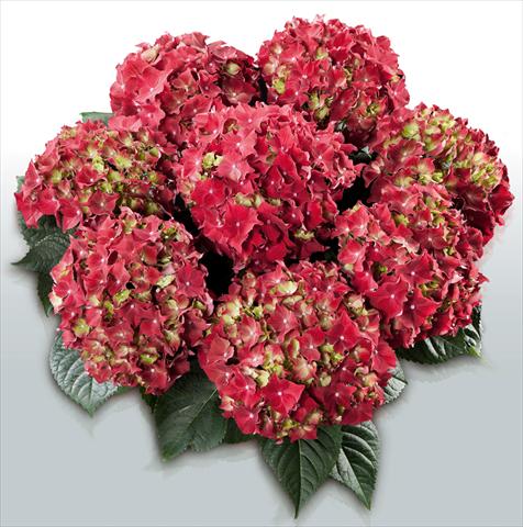Photo de variété de fleurs à utiliser comme: Pot et Plante à massif Hydrangea macrophylla Royal Red©