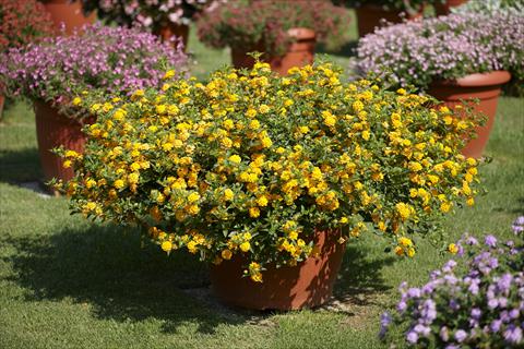 Photo de variété de fleurs à utiliser comme: Pot, Plante à massif, patio Lantana montevidensis hybrida Laura