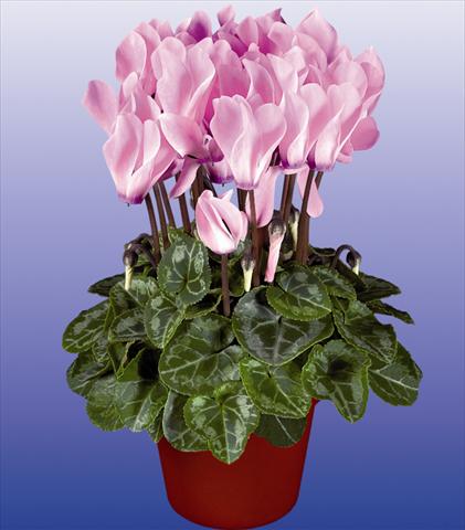 Photo de variété de fleurs à utiliser comme: Pot et Plante à massif Cyclamen persicum mini Verano Neon Fiammato