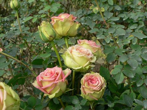 Photo de variété de fleurs à utiliser comme: Plante à massif/ plante de bordure Rosa paesaggistica Donne d