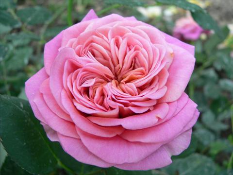 Photo de variété de fleurs à utiliser comme: Plante à massif/ plante de bordure Rosa paesaggistica Duchessa di Galliera