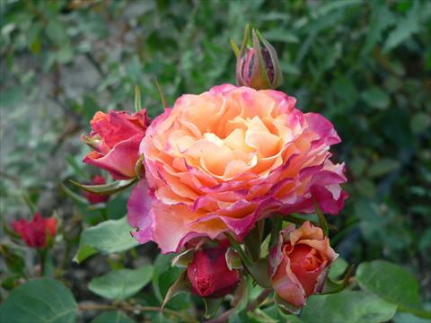 Photo de variété de fleurs à utiliser comme: Plante à massif/ plante de bordure Rosa paesaggistica Rosa dei Diritti Umani