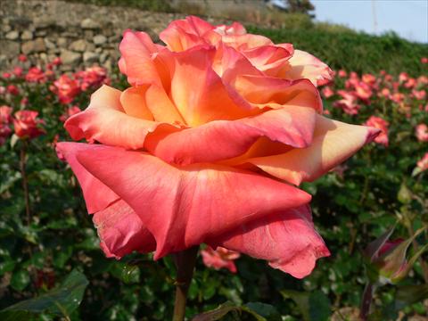 Photo de variété de fleurs à utiliser comme: Plante à massif/ plante de bordure Rosa Tea Prince Rainier III