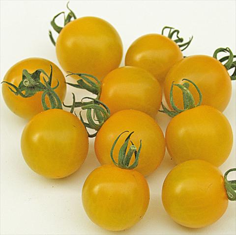 Photo de variété de fleurs à utiliser comme: Pot, Plante à massif, patio Solanum lycopersicum (pomodoro) Golden Pearl