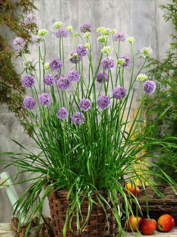 Photo de variété de fleurs à utiliser comme: Pot et Plante à massif Allium tuberosum Quattro
