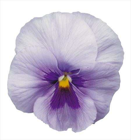 Photo de variété de fleurs à utiliser comme: Pot et Plante à massif Viola wittrockiana Dynamite Blue Center