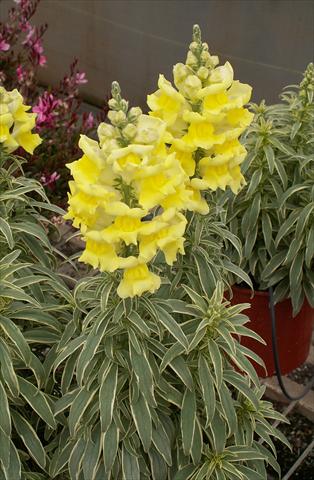 Photo de variété de fleurs à utiliser comme: Pot et Plante à massif Antirrhinum majus Snapdaddy giallo