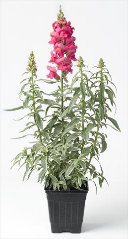 Photo de variété de fleurs à utiliser comme: Pot et Plante à massif Antirrhinum majus Snapdaddy rosa