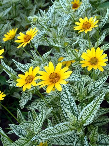 Photo de variété de fleurs à utiliser comme: Plante à massif/ plante de bordure Heliopsis helianthoides Winter Sun
