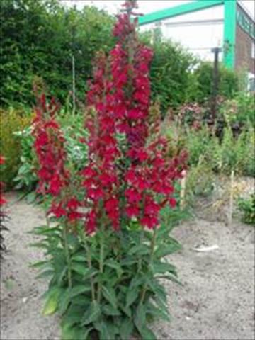 Photo de variété de fleurs à utiliser comme: Pot et Plante à massif Lobelia speciosa Crimson
