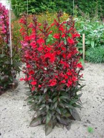 Photo de variété de fleurs à utiliser comme: Pot et Plante à massif Lobelia speciosa Scarlet