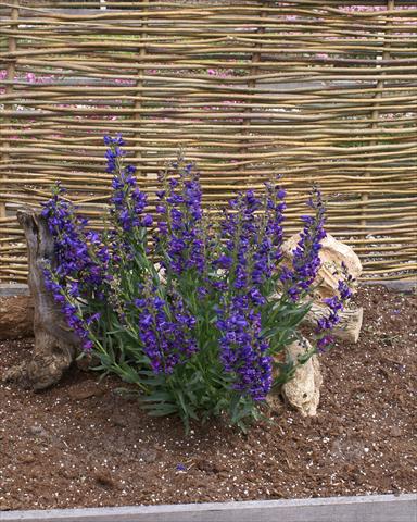 Photo de variété de fleurs à utiliser comme: Pot et Plante à massif Penstemon Delfts Blue Riding Hood