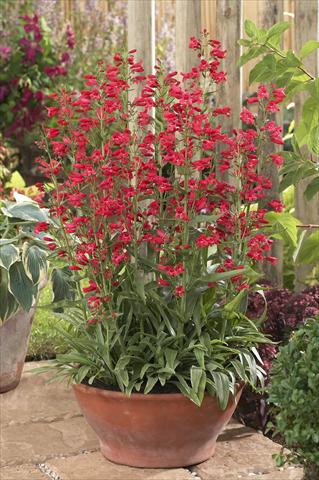 Photo de variété de fleurs à utiliser comme: Pot et Plante à massif Penstemon Red Riding Hood