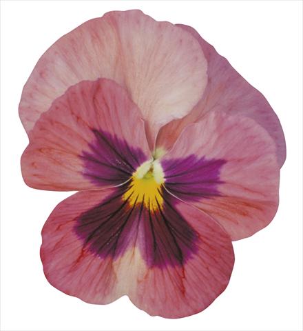 Photo de variété de fleurs à utiliser comme: Pot et Plante à massif Viola wittrockiana Dynamite Pink