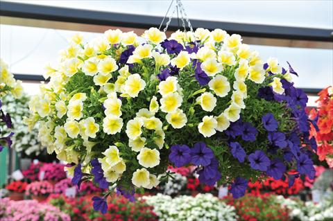 Photo de variété de fleurs à utiliser comme: Pot, patio, Suspension 2 Combo RED FOX Confetti Garden Surprise Spring