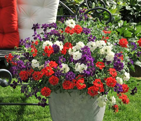 Photo de variété de fleurs à utiliser comme: Pot, patio, Suspension 3 Combo RED FOX Confetti Garden Liberty