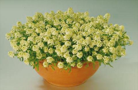 Photo de variété de fleurs à utiliser comme: Pot et Plante à massif Alissum maritimum Clipper Lemon