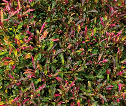 Photo de variété de fleurs à utiliser comme: Plante à massif/ plante de bordure Alternanthera Red Carpet