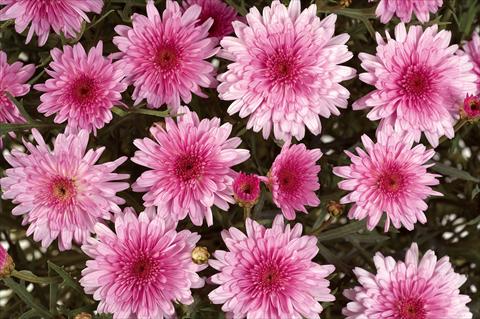 Photo de variété de fleurs à utiliser comme: Pot, Plante à massif, patio Argyranthemum Angelic Pink Delight