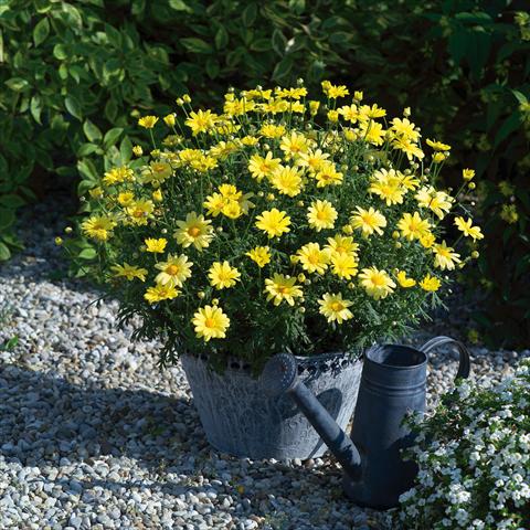 Photo de variété de fleurs à utiliser comme: Pot, Plante à massif, patio Argyranthemum Beauty Yellow