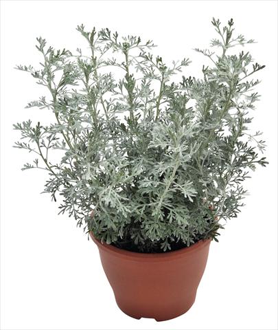 Photo de variété de fleurs à utiliser comme: Plante à massif/ plante de bordure Artemisia RED FOX Parfum d Ethiopia