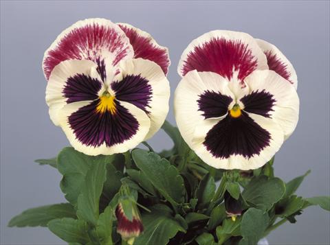 Photo de variété de fleurs à utiliser comme: Pot et Plante à massif Viola wittrockiana Dynamite Purple Rose & White