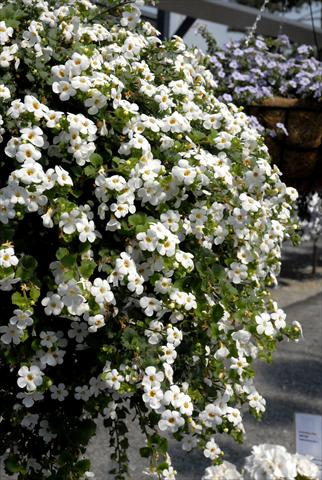 Photo de variété de fleurs à utiliser comme: Pot, patio, Suspension Bacopa (Sutera cordata) RED FOX Bahia White