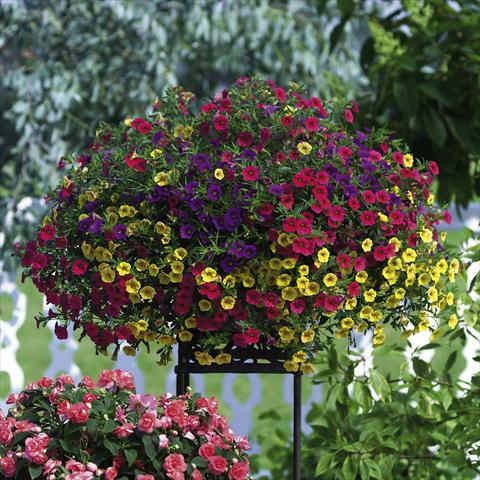 Photo de variété de fleurs à utiliser comme: Pot, Plante à massif, patio, Suspension Calibrachoa Celebration® Karneval Mix