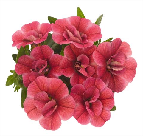 Photo de variété de fleurs à utiliser comme: Pot, Plante à massif, patio, Suspension Calibrachoa RED FOX Aloha® Double Strawberry 2013 red pink