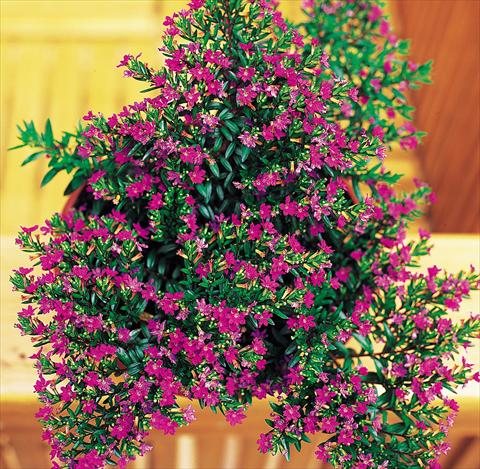 Photo de variété de fleurs à utiliser comme: Pot Cuphea hyssopifolia Lilac violet