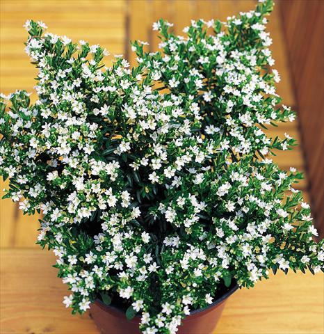 Photo de variété de fleurs à utiliser comme: Pot Cuphea hyssopifolia White