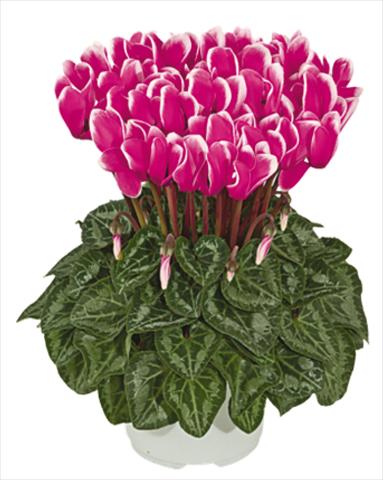 Photo de variété de fleurs à utiliser comme: Pot Cyclamen persicum mini Metis® Fuchsia vif