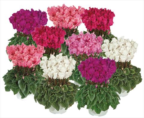 Photo de variété de fleurs à utiliser comme: Pot Cyclamen persicum mini Metis® PomPom® mix
