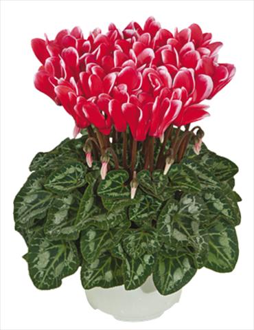 Photo de variété de fleurs à utiliser comme: Pot Cyclamen persicum mini Metis® Rouge