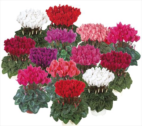 Photo de variété de fleurs à utiliser comme: Pot Cyclamen persicum mini Smartiz® exp mix