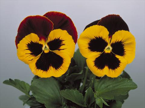 Photo de variété de fleurs à utiliser comme: Pot et Plante à massif Viola wittrockiana Dynamite Red & Yellow
