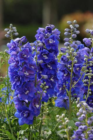 Photo de variété de fleurs à utiliser comme: Pot et Plante à massif Delphinium elatum Dasante Blue F1