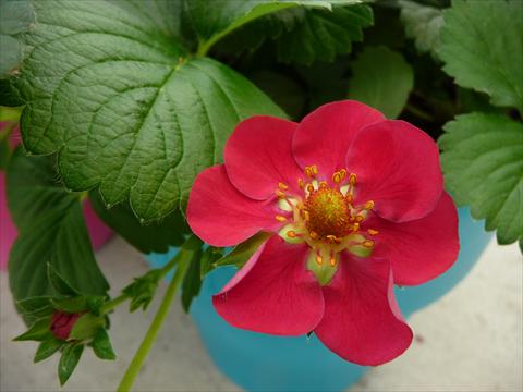 Photo de variété de fleurs à utiliser comme: Pot, Plante à massif, patio Fragaria Berty F1 Rosso