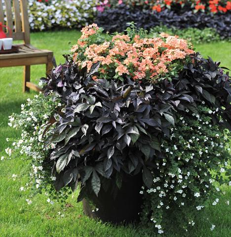 Photo de variété de fleurs à utiliser comme: Plante à massif/ plante de bordure Ipomea Bright Ideas Black