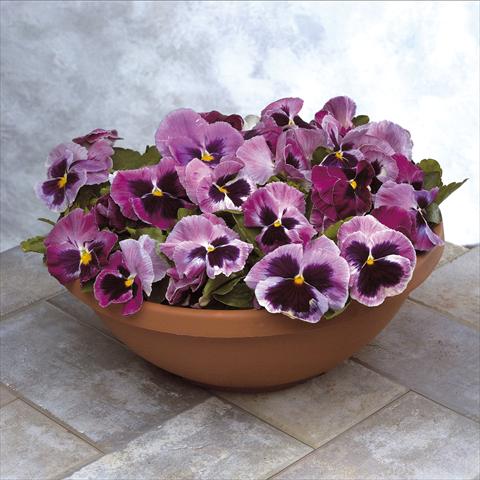 Photo de variété de fleurs à utiliser comme: Pot et Plante à massif Viola wittrockiana Power Rosalyn
