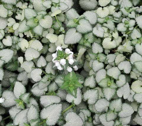Photo de variété de fleurs à utiliser comme: Plante à massif/ plante de bordure Lamium White Nancy