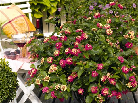 Photo de variété de fleurs à utiliser comme: Pot, Plante à massif, patio Lantana camara Pink Bird pink yellow