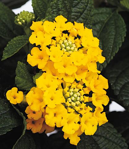Photo de variété de fleurs à utiliser comme: Pot, Plante à massif, patio Lantana camara Starfruit yellow