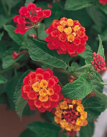 Photo de variété de fleurs à utiliser comme: Pot, Plante à massif, patio Lantana camara Dallas Red red orange